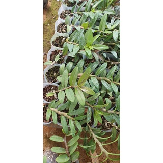 phi điệp mắt đỏ tân lạc hòa bình rất đẹp mắt