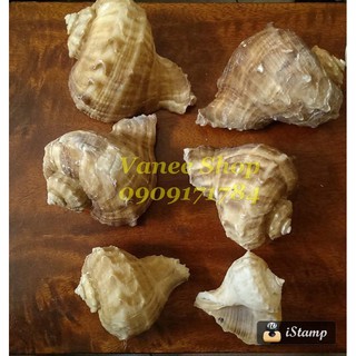 Vỏ ốc gai miệng rộng