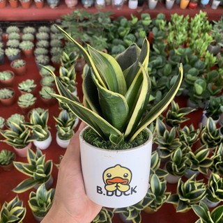 Cây lưỡi mèo để bàn trồng chậu gốm cao 15cm, cây nội thất rất dễ chăm sóc, trồng để bàn và trang trí decor cửa hàng