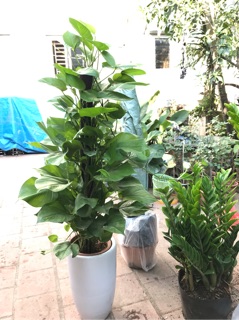 Cây trầu bà leo cột