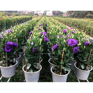 HẠT GIỐNG HOA CÁT TƯỜNG