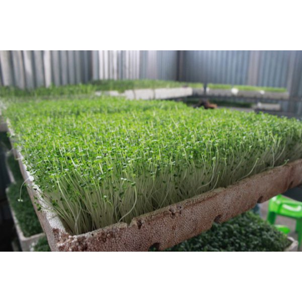 Hạt Giống Rau Mầm Cải Trắng