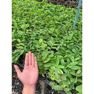 hoa phong lan phi điệp lá mít gieo hạt+ 700g phân thỏ hữu cơ