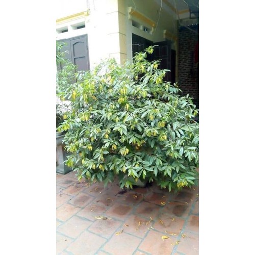 Cây Hoàng Lan Hoa Vàng  Siêu Thơm 60cm 971
