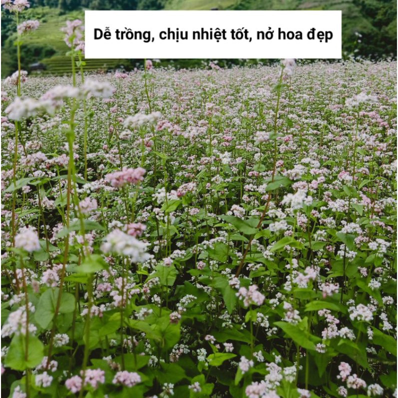 Hạt giống hoa tam giác mạch nhiều màu dễ trồng gói 20g