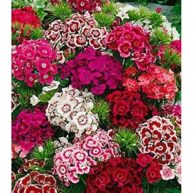 ( SIÊU RẺ ) Hạt Giống Hoa Cẩm Chướng Mix 50 hạt
