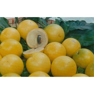 Vũ sữa hoàng kim ,kiwi, hồng giòn