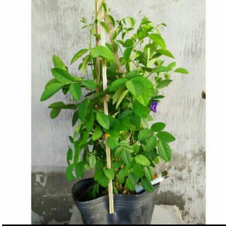 Chậu hoa đậu biếc