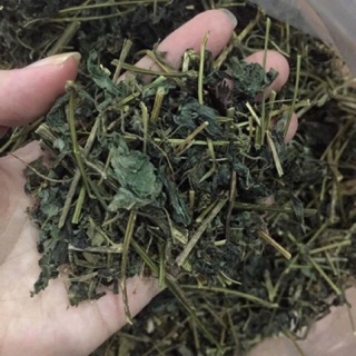 Giảo cổ lam khô Hoà Bình