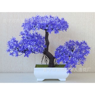 Chậu hoa bonsai để bàn