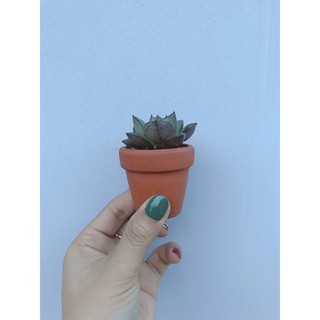 Sen đá mini (kèm chậu đất nung nâu)