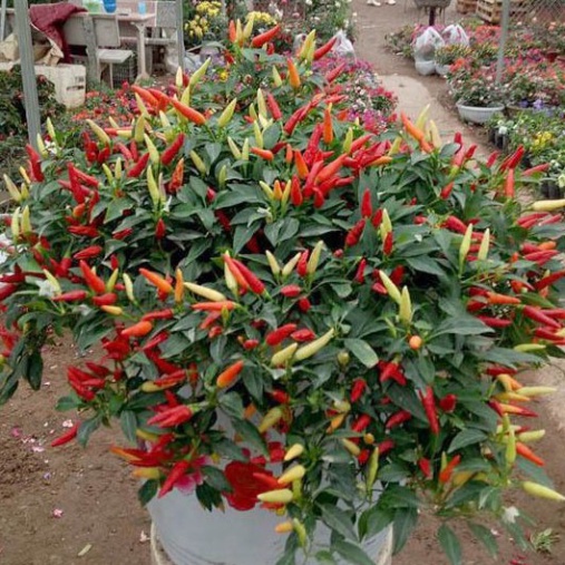 Hạt giống ớt chỉ thiên (gói 60 hạt, tặng kèm phân)