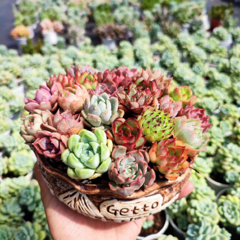 Sen đá mini Gấu Trúc mix màu 6 loại khác nhau, siêu đẹp, thích nghi mọi khí hậu, lỗi 1 đổi 1