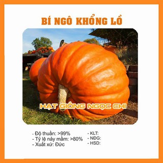 Hạt Giống Bí Ngô Khổng Lồ - 4 Hạt