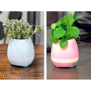 Loa Nghe Nhạc - Trồng Cây Thần kỳ