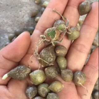 Combo 4 Củ Giống CADATUM