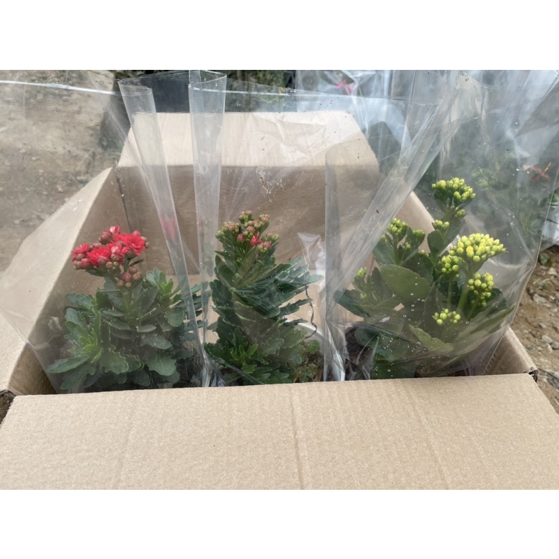 Cây hoa sống đời kép