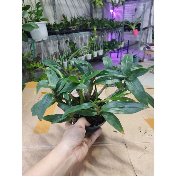 Hoa lan hibiki sắp hoa
