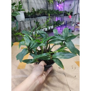 Hoa lan hibiki sắp hoa
