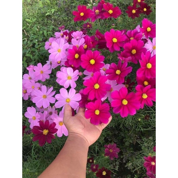 10 gam hạt giống hoa sao mix màu 💖💖Nảy Mầm Cực Đỉnh 💝💝 rất dễ trồng