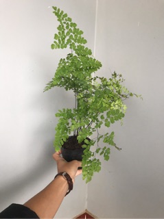 Bụi Cây Tóc Thần Vệ Nữ - Andiantum Capillus Veneris