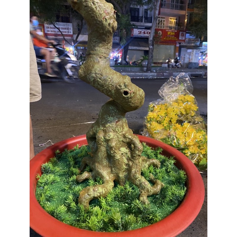 cây mai bonsai 165cm giá sỉ bao giá thị trường