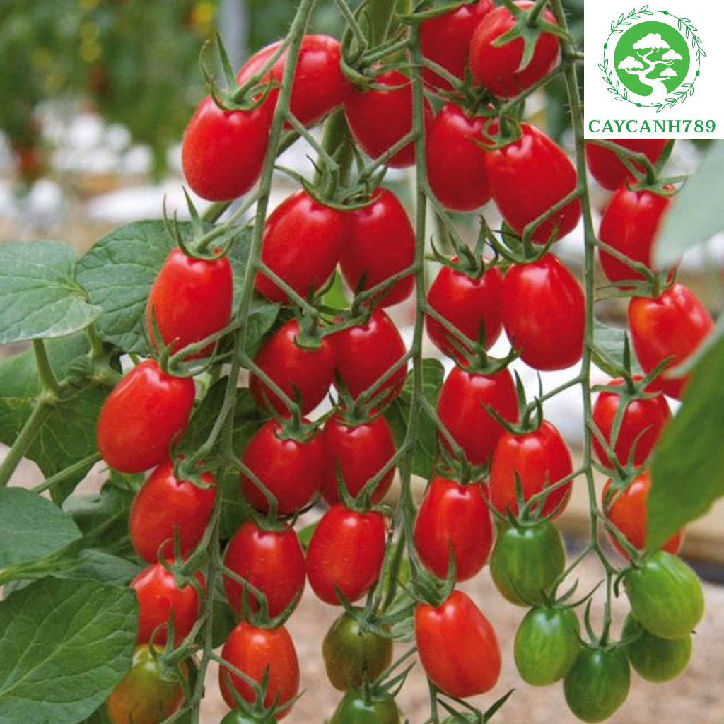 Cây cà chua bi cherry đang hoa và quả