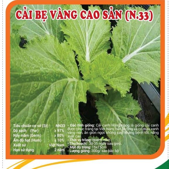 1KG Hạt giống rau Cải Bẹ Vàng cao sản