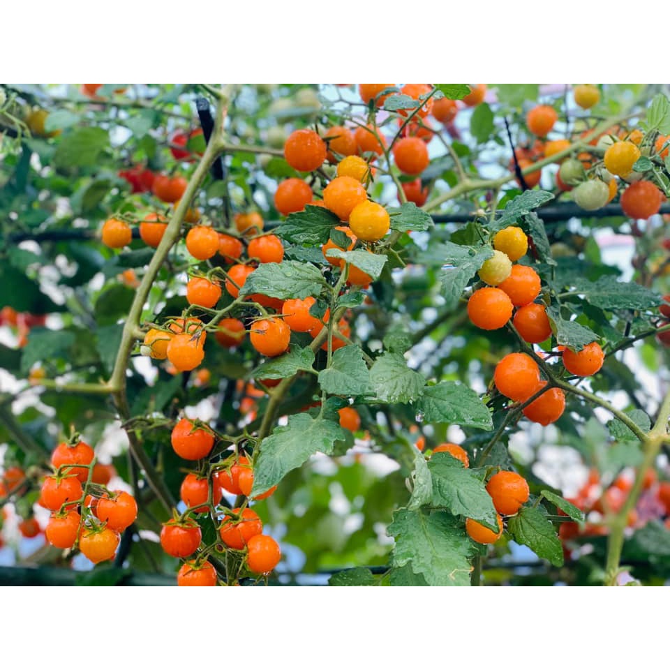 Hạt giống cà chua trái cây bi vàng SunGold chịu nhiệt  - tỷ lệ nảy mầm 95%