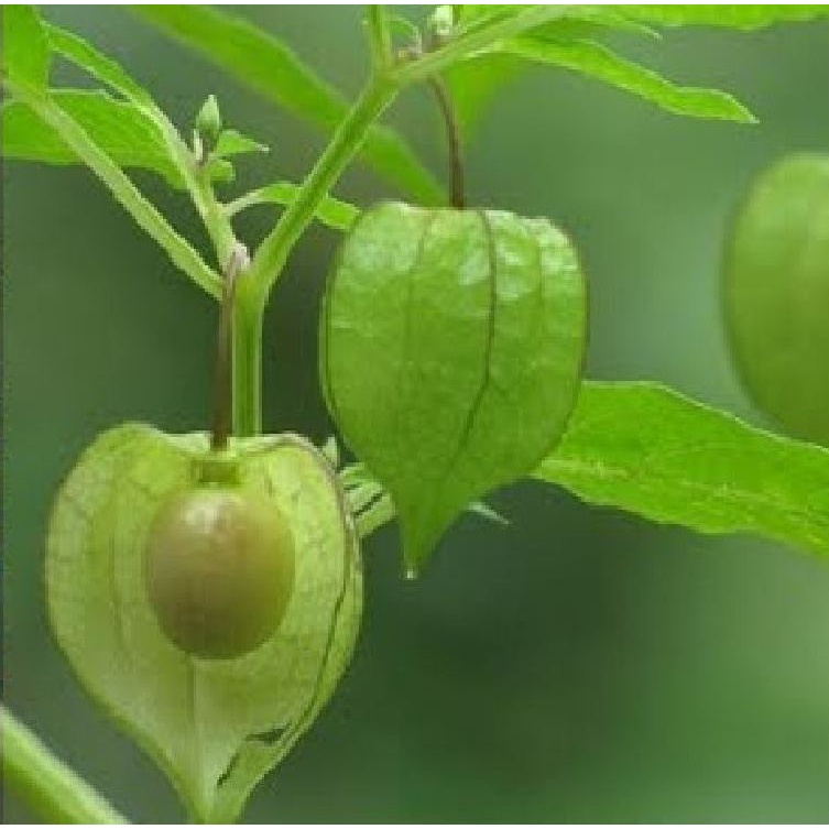 Hạt Giống Cây Rau Tầm Bóp KNS128 - Gói 50 hạt