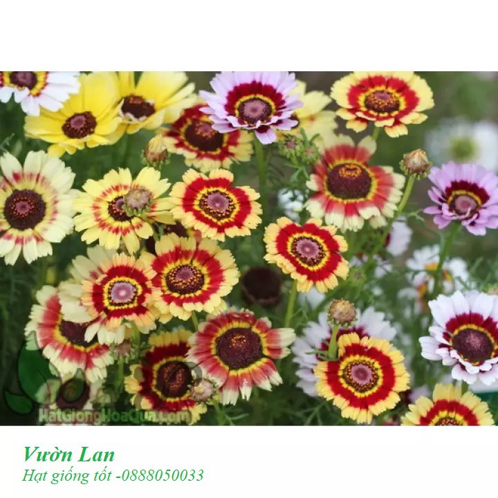 Hạt giống hoa Cúc Chi hỗn hợp, Hoa dễ trồng, hat giống hoa đẹp 100 hạt