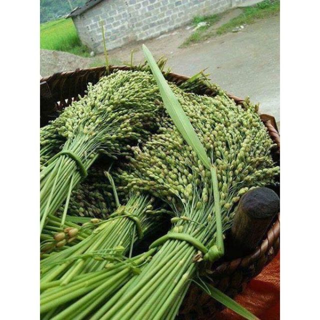 1 KG CỐM TÚ LỆ_TINH HOA MÙA LÚA CHÍN
