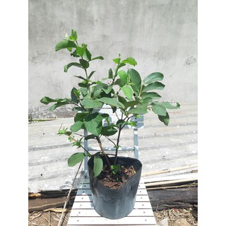 Cây ổi nữ hoàng 60-70cm chưa trái (chỉ giao hỏa tốc HCM)
