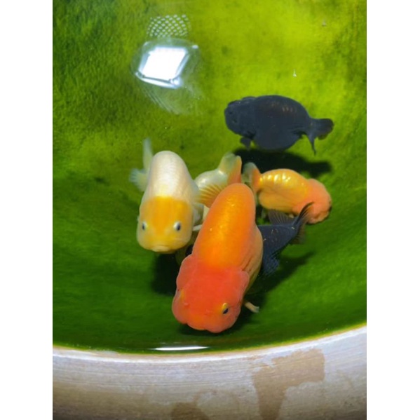 500gram cám vàng 3mmmm CSVang  protein động vật 52%,carophyll pink 2% tảo tiểu cầu chlorella, cá két, la hán