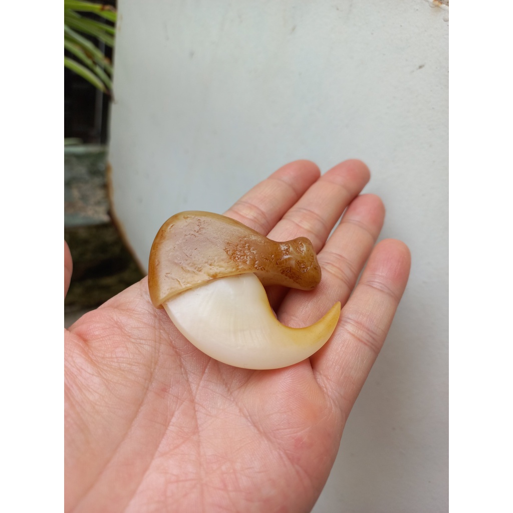 Móng cọp nhân tạo 5.5cm