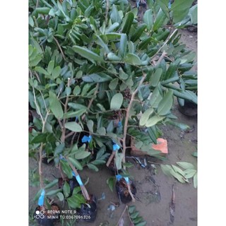 Cây giống nhãn xuồng cơm vàng