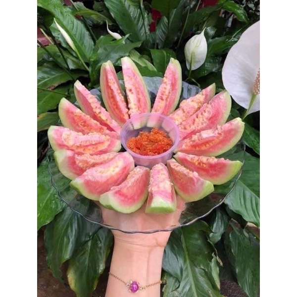 CÂY GIỐNG ỔI RUBY RUỘT HỒNG CAO 70cm