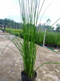 Thiền Trúc ( Trúc ko lá )
