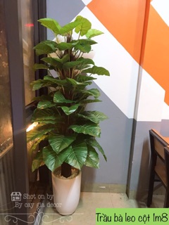 Trầu bà leo cột 1m8