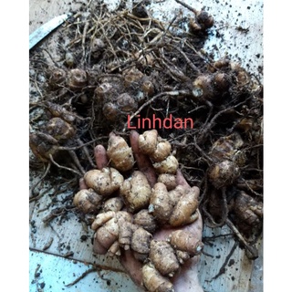 Củ địa liền tươi 2kg 165k