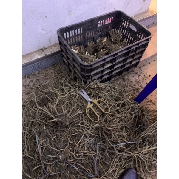 5 Cây măng tây giống 2 năm tuổi