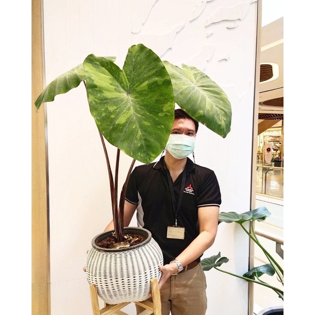 Cây môn cảnh