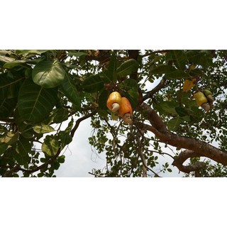 Hạt điều rang muối Bình Phước loại 1 - Hạt điều vỏ lụa rang muối