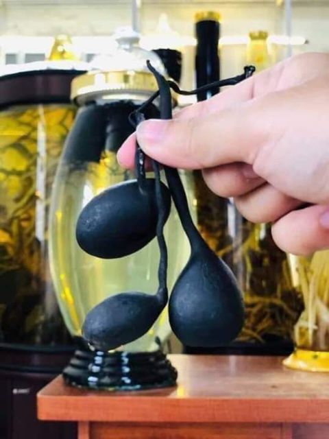 5 lạng sâm ô linh rừng Tây Bắc - hàng loại 1