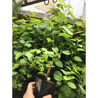 Cây giống hoa giấy
