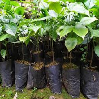 CÂY GIỐNG CÂY HÚNG VỊT ( CÂY CHANH CHÓ, CÂY THÁI GẤU ,CÂY HÚNG RỪNG )