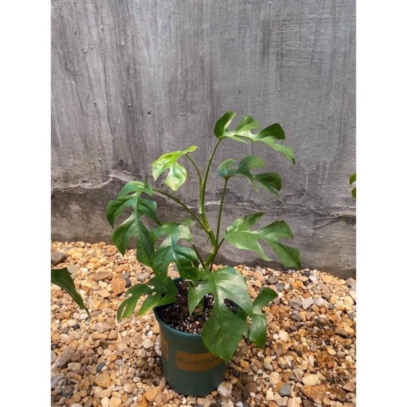 Mini Monstera 30-45cm trầu bà lá xẻ leo mini