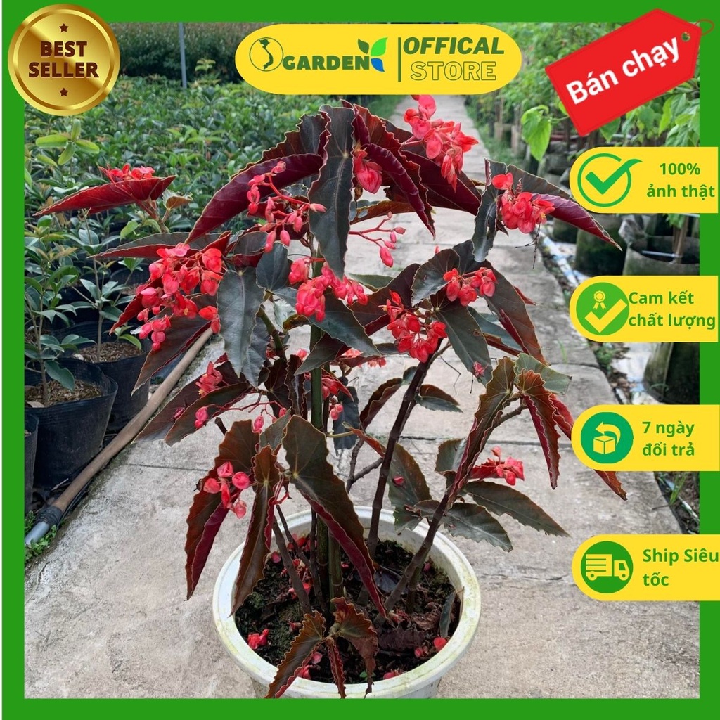 Cây hoa thu hải đường hoa đỏ đẹp, dễ trồng, hoa quanh năm