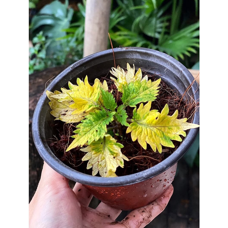 Cây Coleus scutellarioides Diane’s Gold (Lá Gấm Diane’s Gold) chậu nhựa 10cm