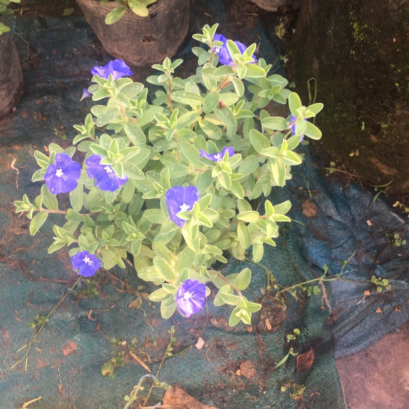 [Cây Trang Trí] Cây hoa thanh tú đã có hoa và nụ, cây trang trí ban công sân vườn